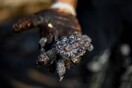 Ισραήλ: Με μαγιονέζα θεραπεύουν τις θαλάσσιες χελώνες που διασώθηκαν από πετρελαιοκηλίδα [ΒΙΝΤΕΟ]