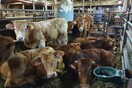 Ισπανία: Θα σφαγιαστούν οι 895 αγελάδες του Karim Allah - Περιπλανιόταν για μήνες στη Μεσόγειο