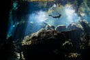 14 βραβευμένες φωτογραφίες του κόσμου κάτω απ' το νερό