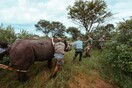 Οι μαύροι ρινόκεροι επιστρέφουν στη Ρουάντα 10 χρόνια μετά την οριστική τους εξαφάνιση