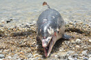 Νεκρό δελφίνι εκβράστηκε στην Χαλκιδική - Σε 450 ανέρχονται τα περιστατικά από το 2002