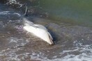 Θεσσαλονίκη: Δελφίνι ξεβράστηκε νεκρό στην Επανομή