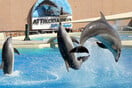 Πρόστιμο και εισαγγελέας για τις επιδείξεις δελφινιών στο Αττικό Ζωολογικό Πάρκο
