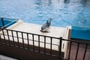 Γερμανός ακτιβιστής μηνύει το Αττικό Ζωολογικό Πάρκο με σοκαριστικές καταγγελίες για τα δελφίνια