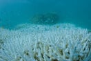 Η Αυστραλία δίνει 500 εκατ. δολάρια για να σώσει τον Μεγάλο Κοραλλιογενή Υφάλο που πεθαίνει ταχύτατα