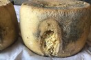 Σαρδηνία: Πρόστιμα ως και 50 χιλ. ευρώ σε όσους πωλούν το casu marzu, το πιο επικίνδυνο τυρί στον κόσμο