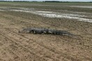 Οι πλημμύρες έφεραν τεράστιο αλιγάτορα πολύ μακριά από το φυσικό του περιβάλλον - Πώς κατέληξε σε ένα χωράφι