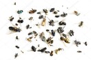 Η εξαφάνιση των εντόμων - Μια απειλή απόλυτης καταστροφής για τη Γη