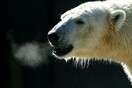 Εξαντλημένη πολική αρκούδα βρέθηκε σε χωριό εκατοντάδες χιλιόμετρα μακριά από το φυσικό της περιβάλλον