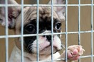 Η σκοτεινή υπόθεση της «μαφίας των σκυλιών» στην Ευρώπη