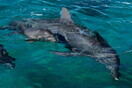 Απαγορευμένα χημικά απειλούν τα δελφίνια στον Μεγάλο Κοραλλιογενή Ύφαλο