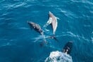 Τα δελφίνια επέστρεψαν στον «ήσυχο λόγω κορωνοϊού» ποταμό Τάγο της Λισαβόνας