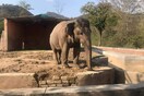Ο «πιο μοναχικός ελέφαντας» του Πακιστάν κέρδισε την ελευθερία του- Δάκρυα χαράς από τη Cher