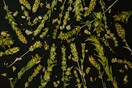 Tσάι του βουνού: Όσα πρέπει να ξέρετε για το ρόφημα που γίνεται από το πανάρχαιο φυτό σιδερίτης