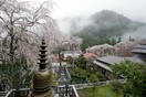 Οι κερασιές στην Ιαπωνία είχαν να ανθίσουν τόσο νωρίς από το 812 μ.Χ