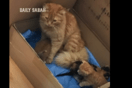 Βίντεο: Αδέσποτη γάτα πήγε τα μικρά της στον γιατρό και έγινε viral