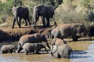 Ελέφαντες ποδοπάτησαν και σκότωσαν λαθροκυνηγό σε εθνικό πάρκο