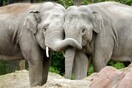 Η Ζιμπάμπουε πουλάει «δικαιώματα κυνηγιού» 500 υπό εξαφάνιση ελεφάντων 