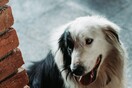Μητσοτάκης: Μέριμνα για τα αδέσποτα ζώα στο νέο νομοσχέδιο - Προστασία από την κακοποίηση