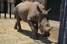 Λευκός ρινόκερος ταξίδεψε στην Ιαπωνία «για να βρει ταίρι και να ζευγαρώσει» 