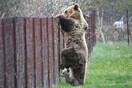 Καστοριά: Αρκούδα «συνελήφθη» να σκαρφαλώνει φράχτη με το μωρό της και να «κλέβει» κεράσια - Απίστευτες εικόνες