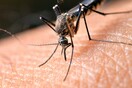 Πώς τα κουνούπια μάς πίνουν το αίμα σε απιστευτα γκρο πλαν