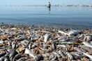 Ισπανία: Τόνοι από νεκρά ψάρια ξεβράστηκαν στις ακτές της λιμνοθάλασσας Mar Menor
