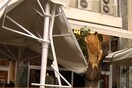 Έπεσε δέντρο έξω από το εστιατόριο που δειπνούσαν Πάιατ- Μενέντεζ- Δύο τραυματίες