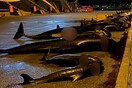 Νέα σφαγή στα Νησιά Φερόε: Σκότωσαν τουλάχιστον 52 δελφίνια