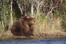 Fat Bear Week: It's time to weigh in on Katmai National Park's biggest bear