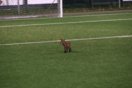 Αλεπού διέκοψε ποδοσφαιρικό αγώνα στην Εσθονία- Έτρεχε ανάμεσα στους παίκτες