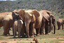 Εξέλιξη των ειδών: Ελέφαντες γεννιούνται χωρίς χαυλιόδοντες λόγω λαθροθηρίας