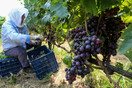 Στη Γουμένισσα, στη μικρή και πλούσια γη του κόκκινου κρασιού 