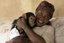 Μια γυναίκα και ένας χιμπατζής φροντίζουν ο ένας τον άλλον σε ένα καταφύγιο άγριας ζωής στο Κονγκό