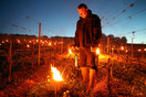 Στη Γαλλία οι οινοπαραγωγοί ξαγρυπνούσαν με κεριά στους αμπελώνες για να σώσουν το κρασί της χρονιάς