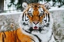 ΗΠΑ: Σκότωσαν τίγρη ζωολογικό κήπο επειδή κάποιος πήγε να τον χαϊδέψει και του άρπαξε το χέρι