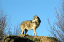 Διόνυσος: Ανησυχία για τον λύκο- Ετοιμάζονται οδηγίες για τους πολίτες