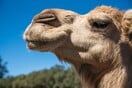 Νεκροί δύο άνδρες από καμήλα που απέδρασε από φάρμα στο Τενεσί 