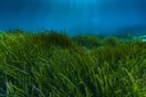 Χημικά αντηλιακών συσσωρεύονται στη θαλάσσια χλωρίδα της Μεσογείου, δείχνει νέα έρευνα