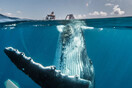 Η παγκόσμια, ανυπόφορη φασαρία των ωκεανών: Πώς η ανθρωπότητα ασκεί ηχητική βία στις φάλαινες