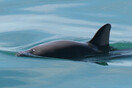 Tα δελφίνια βακίτα «σχεδόν εξαφανίστηκαν» - Απομένουν μόλις 10 στον κόσμο 
