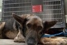 Σκύλος επιβίωσε με νερό βροχής για 30 ημέρες- Πέθανε ο ιδιοκτήτης κι έμεινε μόνος