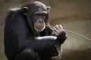 Αττικό Ζωολογικό Πάρκο: Συγκέντρωση διαμαρτυρίας το απόγευμα για τη θανάτωση του χιμπατζή - Οργή στα social media
