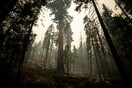Η πυρκαγιά στην Καλιφόρνια απειλεί τις υπεραιωνόβιες σεκόγιες 