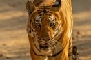 Οι τίγρεις στο Νεπάλ αυξάνονται αλλα οι επιθέσεις σε ανθρώπους προκαλούν ανησυχία