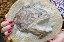 Eye-popping fossil fish found in cattle field