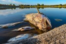 Χιλιάδες νεκρά ψάρια σε λίμνη της Γαλλίας: Πέθαναν από ασφυξία λόγω ξηρασίας και καύσωνα