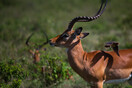 Η Ζιμπάμπουε μετακινεί 2.500 άγρια ζώα, εξαιτίας της κλιματικής αλλαγής