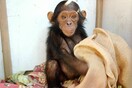 Κονγκό: Απαγωγείς άρπαξαν τρία μωρά χιμπατζήδες και ζητούν λύτρα - «Για πρώτη φορά στον κόσμο»