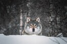 «Εντυπωσιακή» ανάκαμψη ειδών άγριας φύσης στην Ευρώπη - Αύξηση στους πληθυσμούς λύκων, αρκούδων, αετών 
